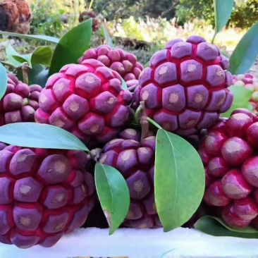 一件代发顺丰包邮包售后黑老虎布福娜恶魔果稀有水果