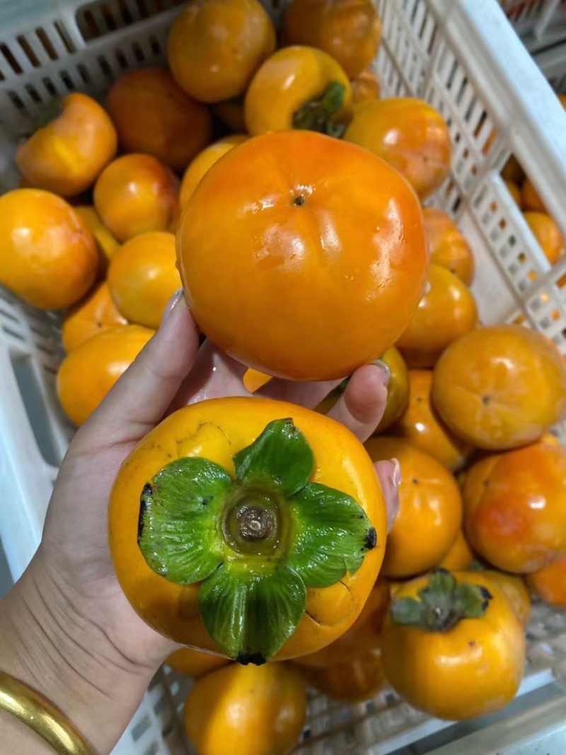 陕西阳丰脆柿巧克力柿可直接吃脆甜一件代发
