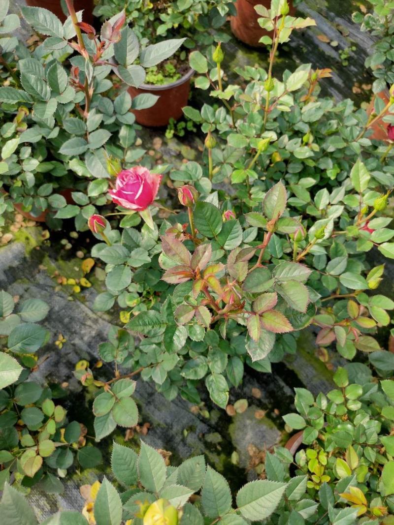 玫瑰花苗带花苞花卉观花绿植物室内阳台盆栽大花月季蔷薇四季