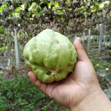 贵州佛手瓜种，现在还有货