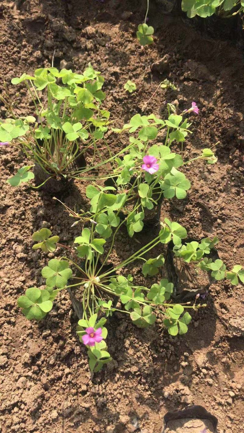 酢浆草大量出售基地直销价格便宜支持视频看货发货