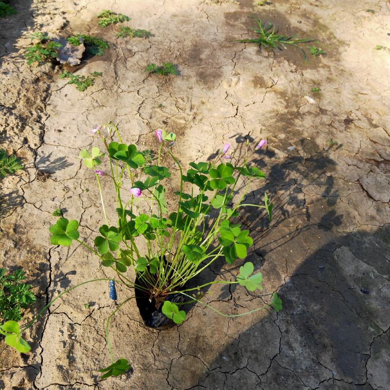 酢浆草大量出售基地直销价格便宜支持视频看货发货