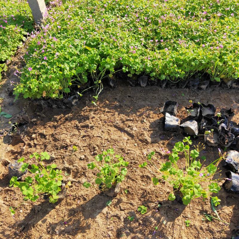 酢浆草大量出售基地直销价格便宜支持视频看货发货
