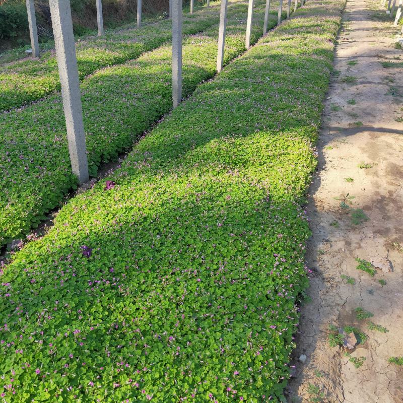酢浆草大量出售基地直销价格便宜支持视频看货发货