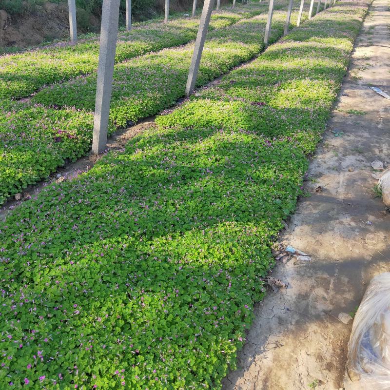 酢浆草大量出售基地直销价格便宜支持视频看货发货