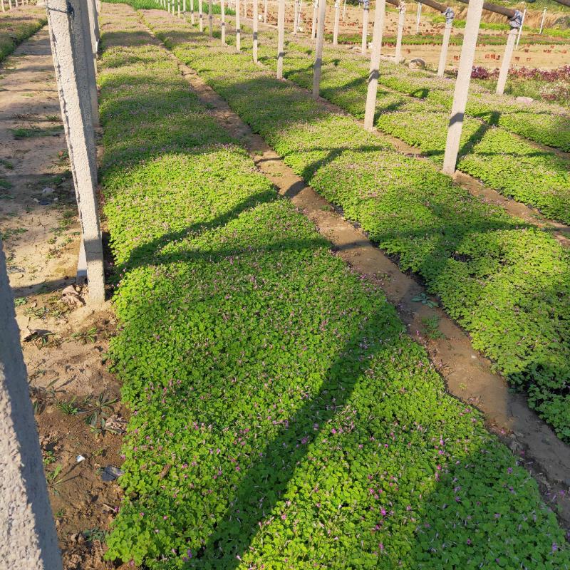 酢浆草大量出售基地直销价格便宜支持视频看货发货
