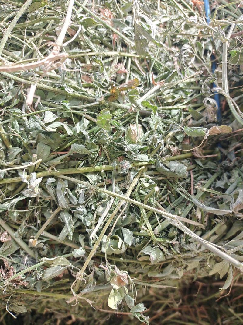 头茬小捆苜蓿草苜蓿草质量好水分低。蛋白18左右全绿苜蓿