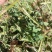 头茬小捆苜蓿草苜蓿草质量好水分低。蛋白18左右全绿苜蓿