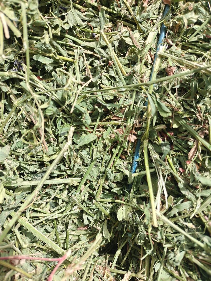 头茬小捆苜蓿草苜蓿草质量好水分低。蛋白18左右全绿苜蓿