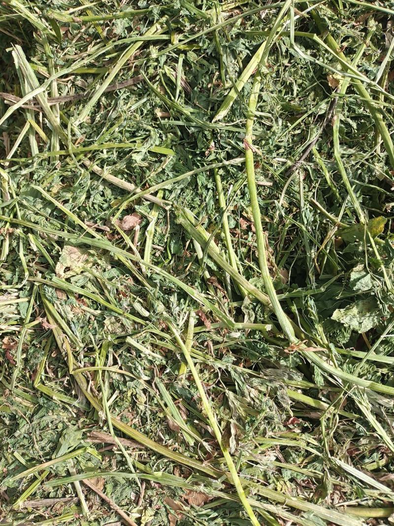头茬小捆苜蓿草苜蓿草质量好水分低。蛋白18左右全绿苜蓿