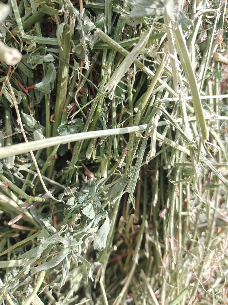 头茬小捆苜蓿草苜蓿草质量好水分低。蛋白18左右全绿苜蓿