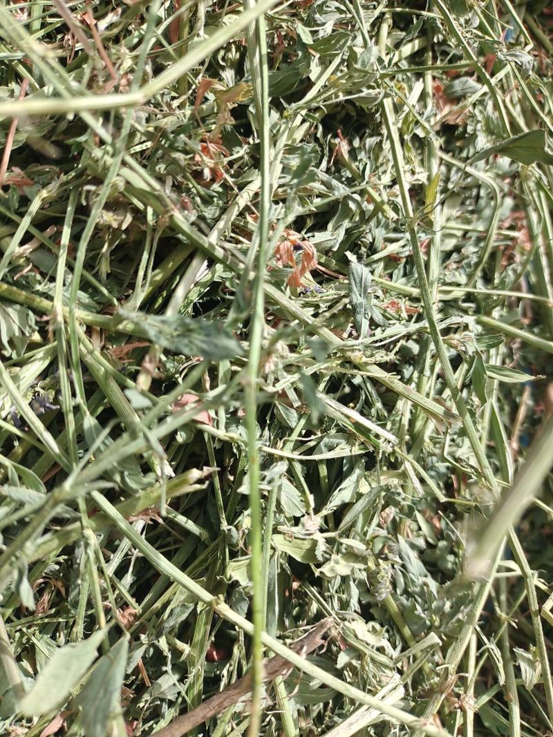 头茬小捆苜蓿草苜蓿草质量好水分低。蛋白18左右全绿苜蓿