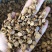 【文斌药业】炙黄芪圆片炙黄芪0.8-1.0无碎粒