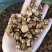 【文斌药业】炙黄芪圆片炙黄芪0.8-1.0无碎粒