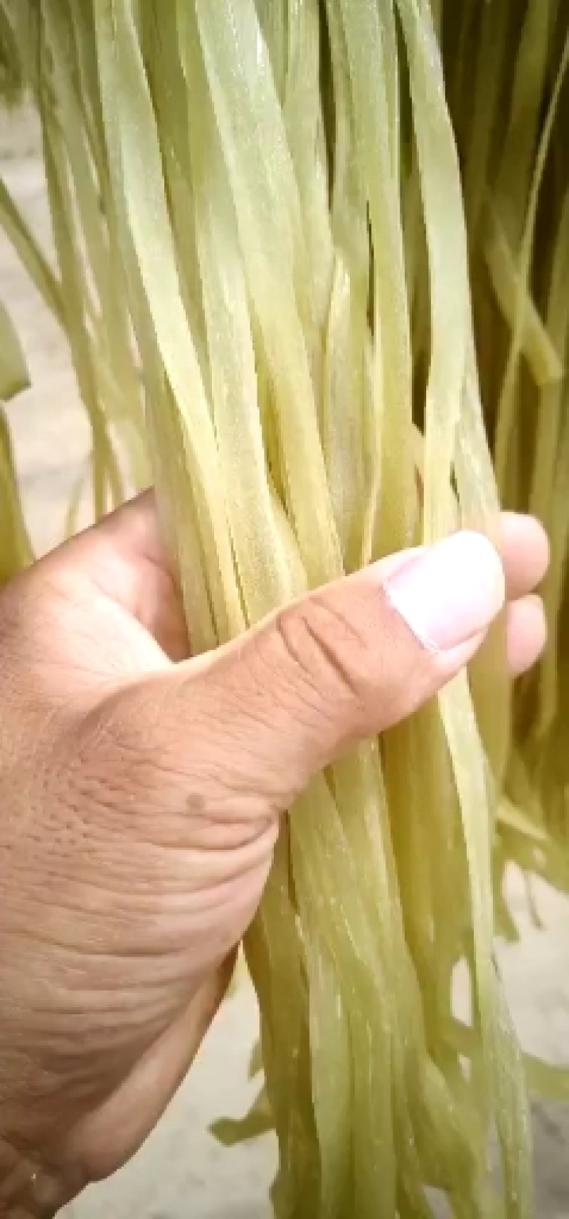 酸辣粉细粉火锅宽粉保质保量价格便宜可视频看货