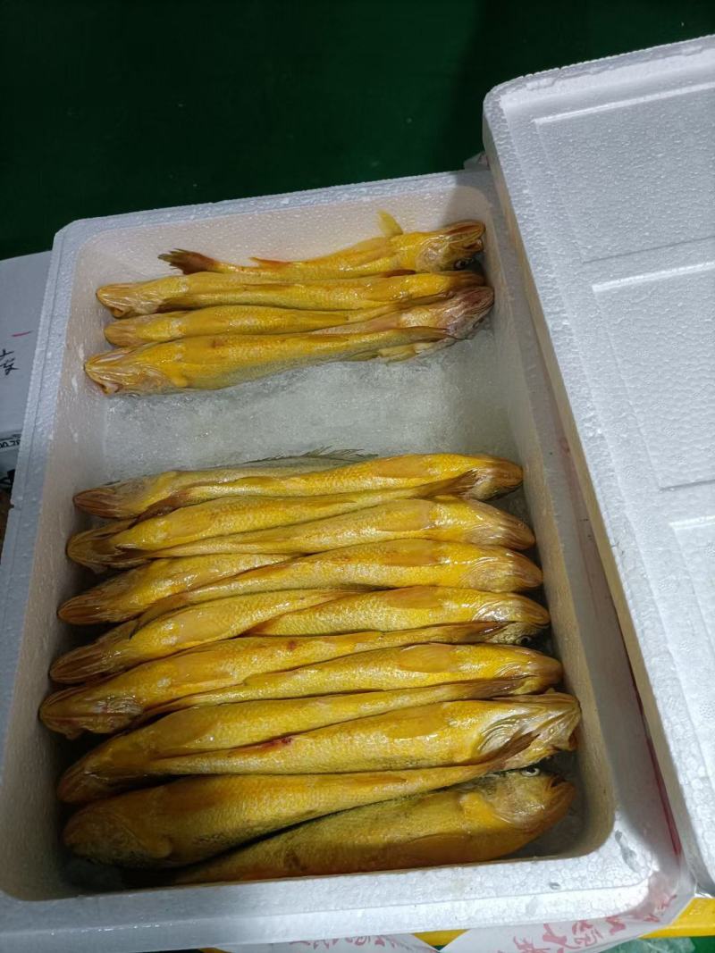 深海野化大黄鱼