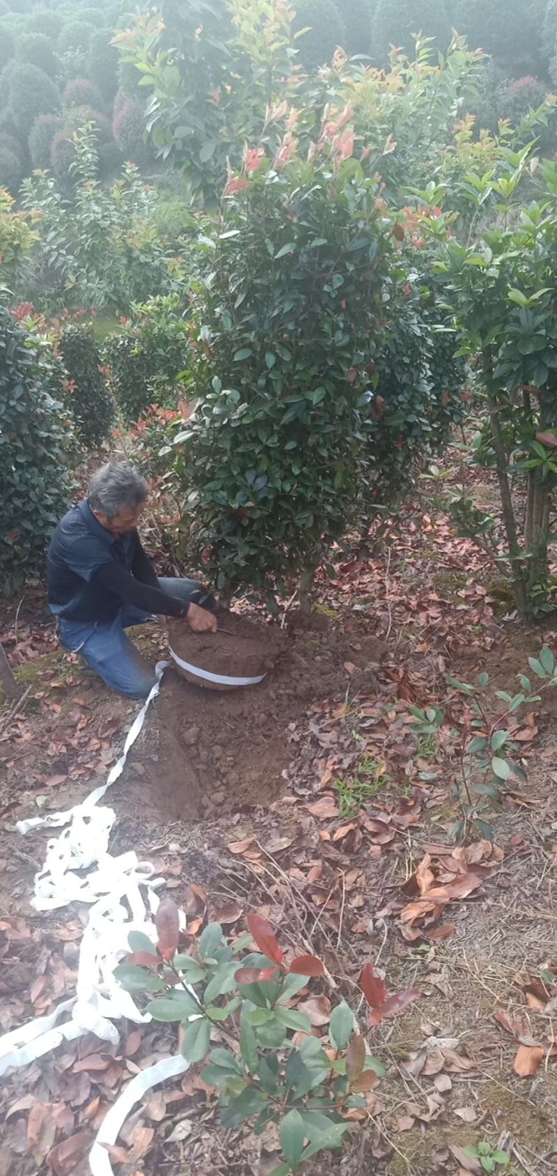 红叶石楠柱，量大，自家苗圃货源，规格大小齐全，量大从优。