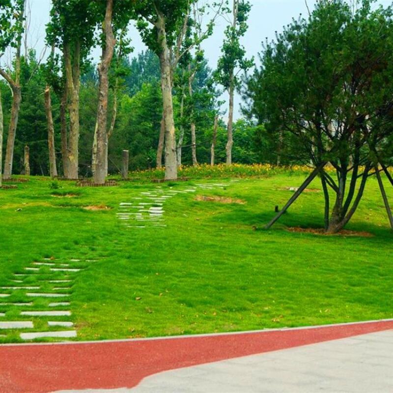 紫羊茅草种冷季型草坪种子庭院草坪道路护坡固堤保土量大优惠