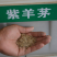 紫羊茅草种冷季型草坪种子庭院草坪道路护坡固堤保土量大优惠