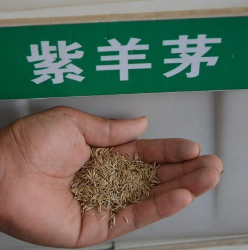 紫羊茅草种冷季型草坪种子庭院草坪道路护坡固堤保土量大优惠