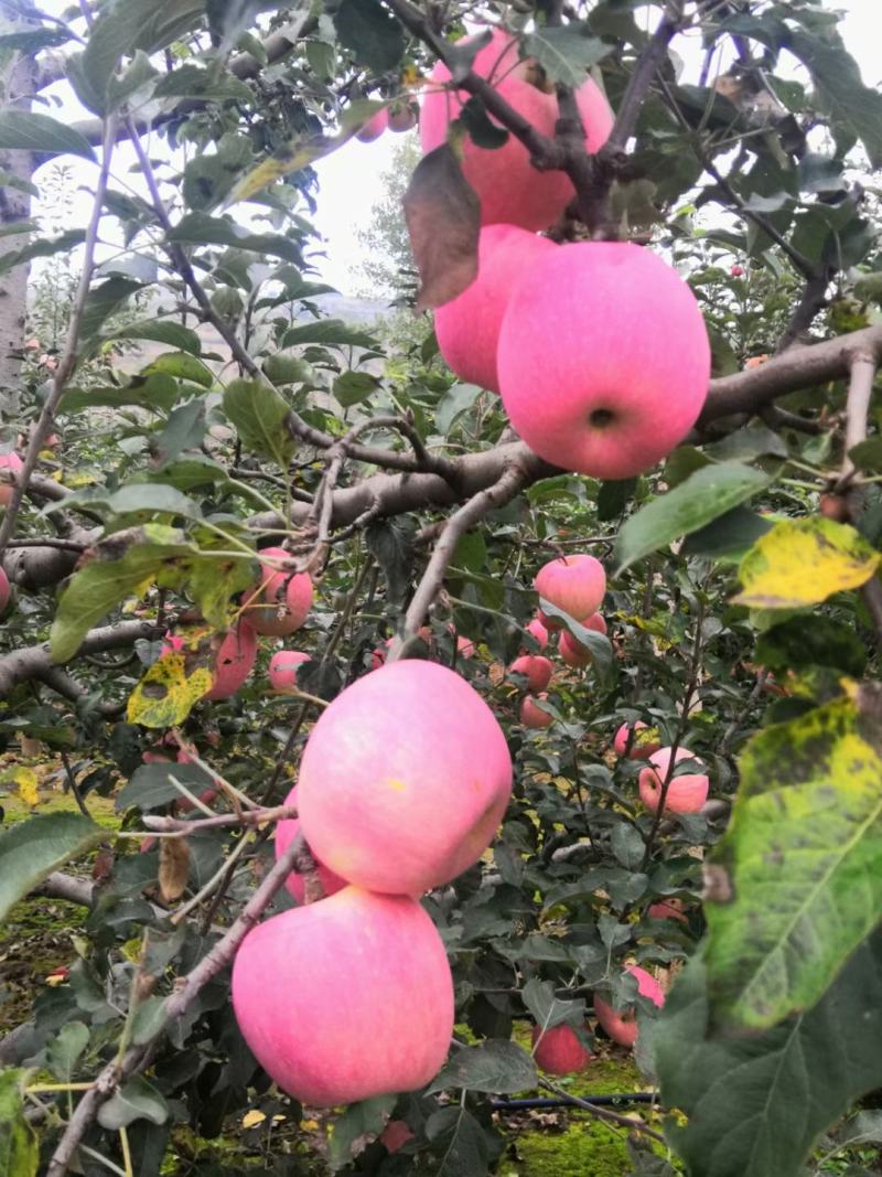 红富士苹果产地供货