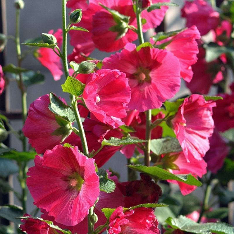 重瓣蜀葵花种子盆栽花苗一丈红易活易种室外阳台春天播种花种