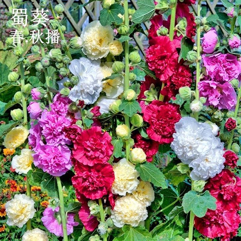 重瓣蜀葵花种子盆栽花苗一丈红易活易种室外阳台春天播种花种