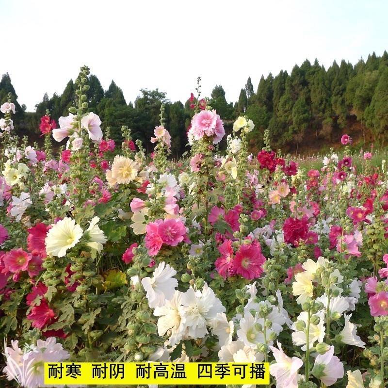 重瓣蜀葵花种子盆栽花苗一丈红易活易种室外阳台春天播种花种