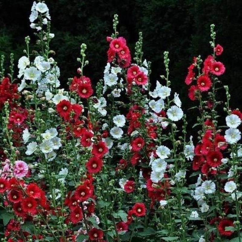 重瓣蜀葵花种子盆栽花苗一丈红易活易种室外阳台春天播种花种