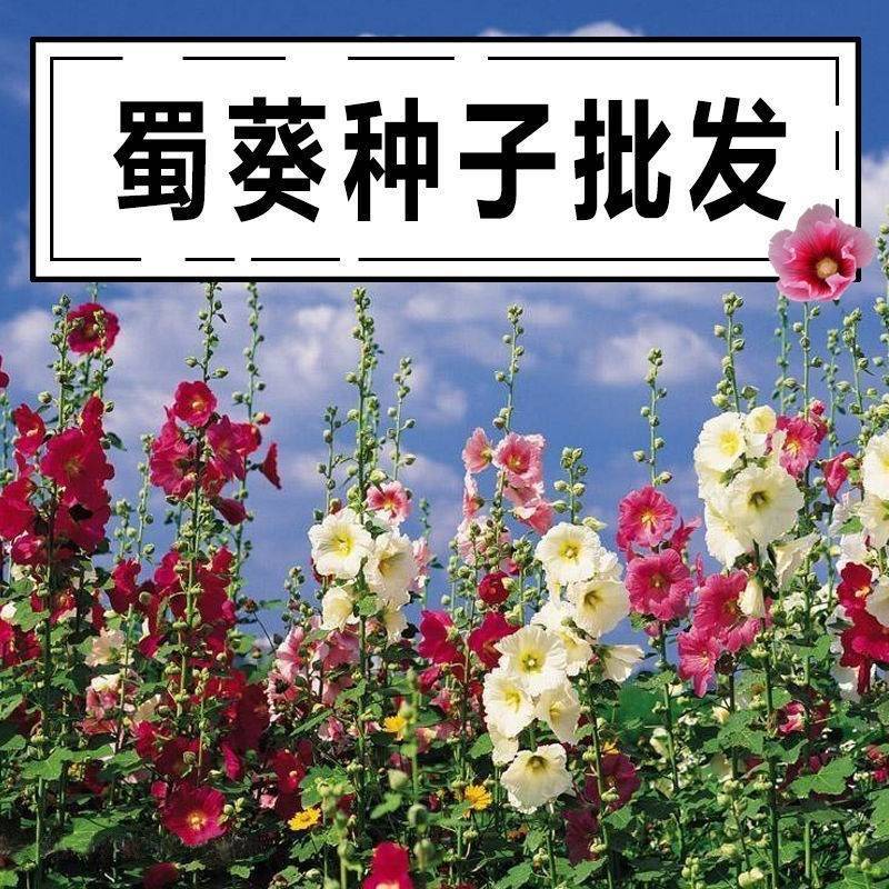 重瓣蜀葵花种子盆栽花苗一丈红易活易种室外阳台春天播种花种