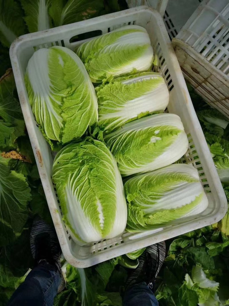 黄心白菜大量上市中量大优惠供应全国电商社区团购
