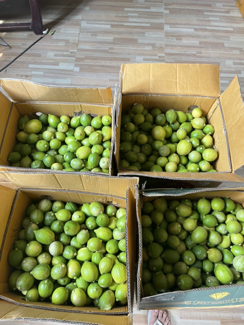 无籽新鲜广东香水柠檬二级果