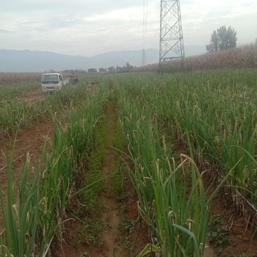 大葱