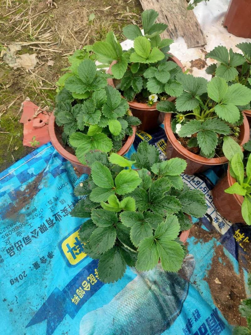 室内外四季绿植草莓苗带盆栽好地载牛奶草莓带土原盆发货容易