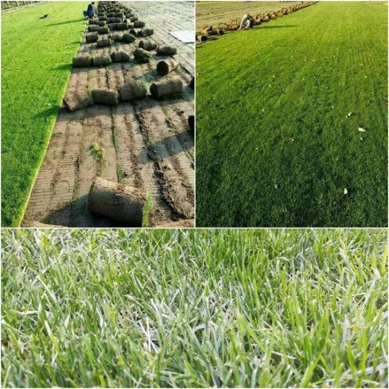 矮生草坪四季青种子高尔夫球场草坪庭院绿化量大优惠