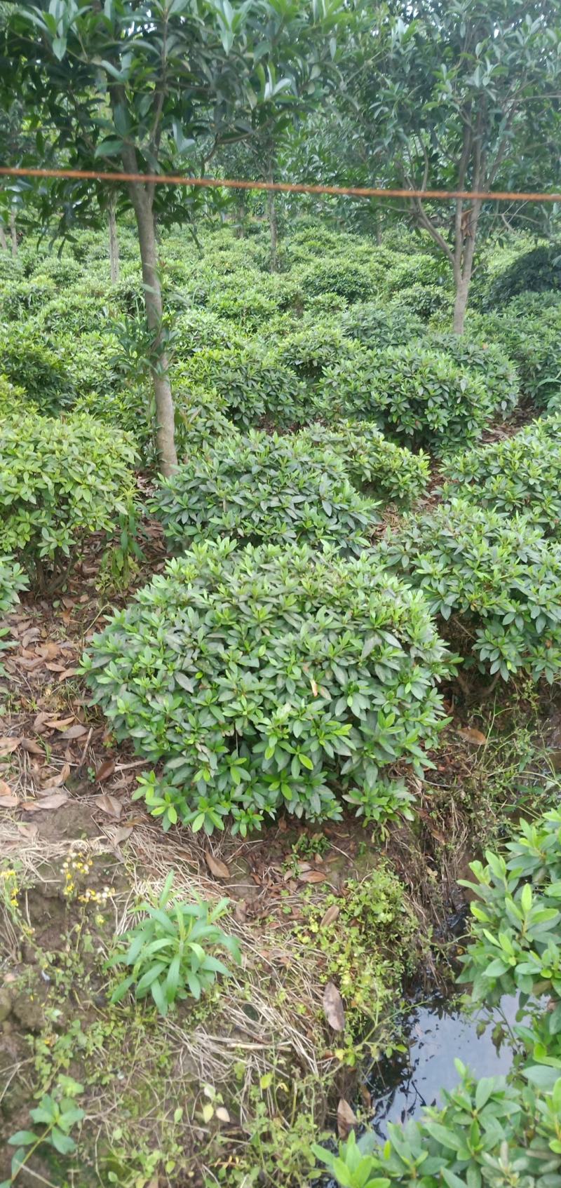 春鹃球，自家苗圃的货，规格齐全，量大从优。