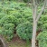春鹃球，自家苗圃的货，规格齐全，量大从优。