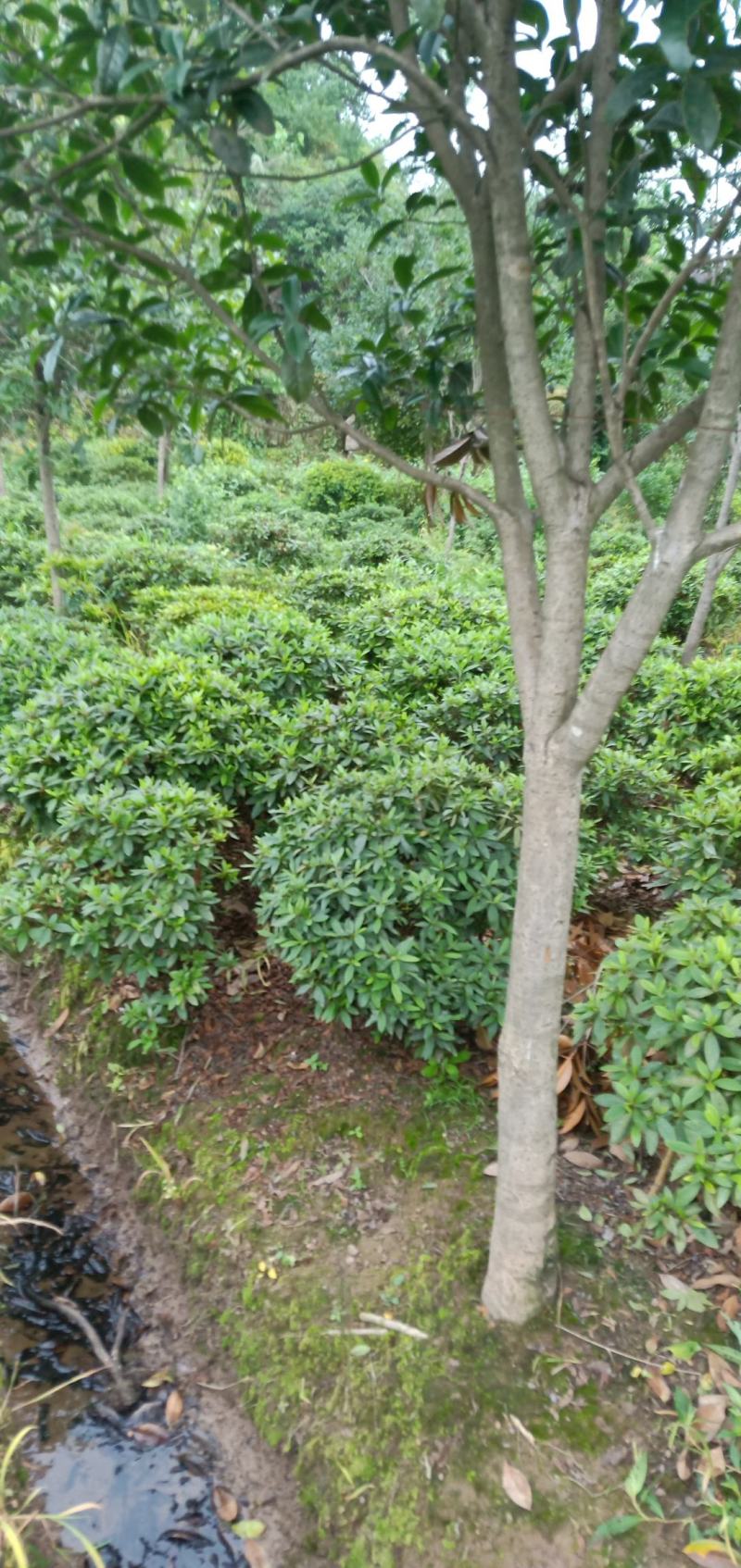 春鹃球，自家苗圃的货，规格齐全，量大从优。
