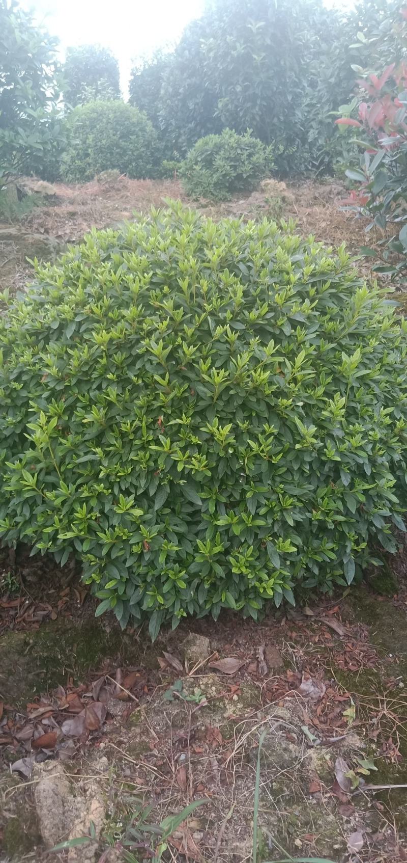 春鹃球，自家苗圃的货，规格齐全，量大从优。
