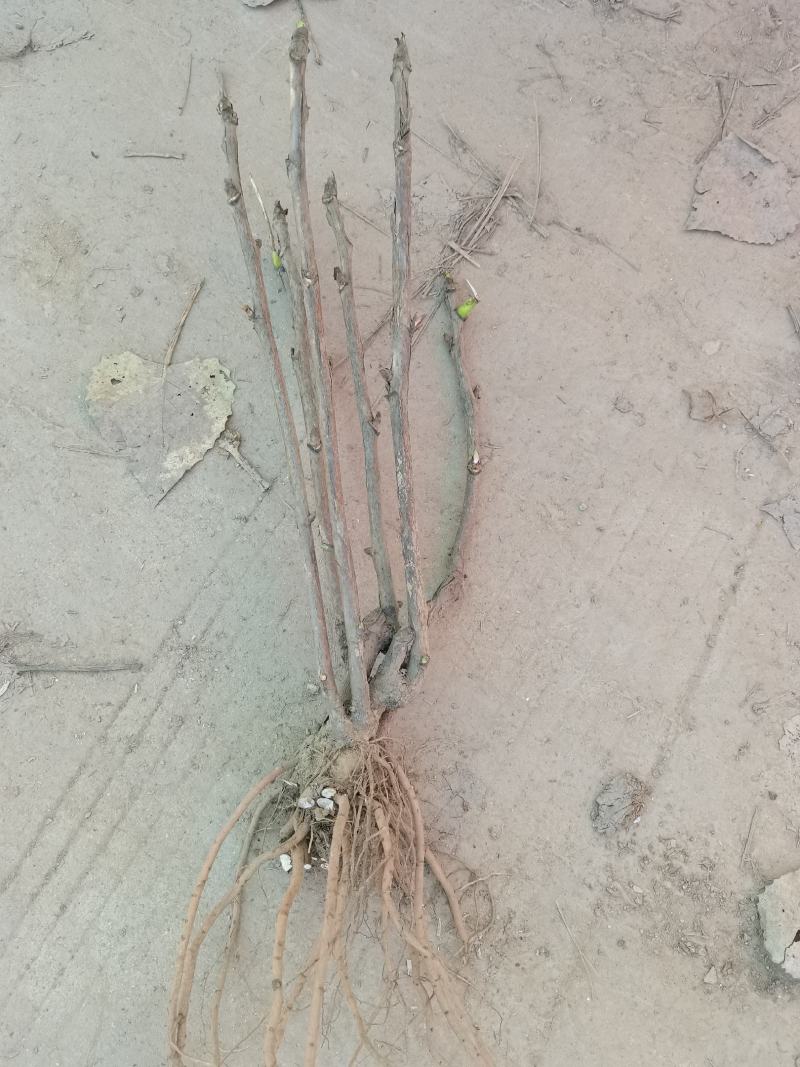 油牡丹苗，80cm以上，多股牡丹苗，牡丹苗，量大从优