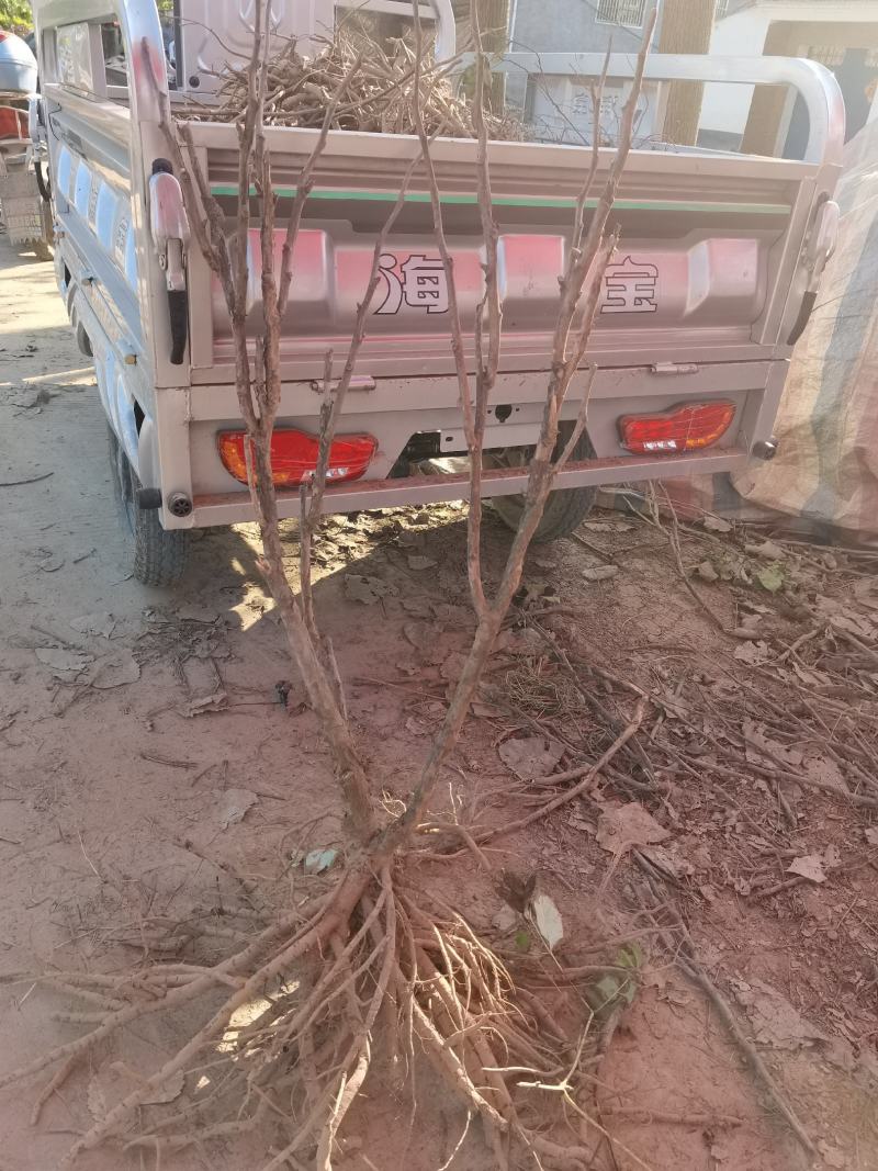 油牡丹苗，80cm以上，多股牡丹苗，牡丹苗，量大从优