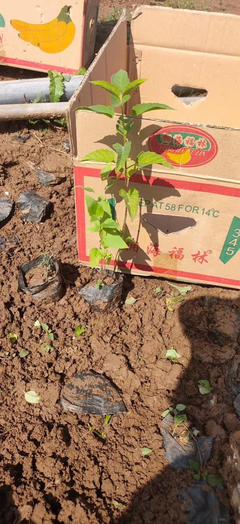 美国薄荷，一手货源，大量有货，基地直发，山东青州货源