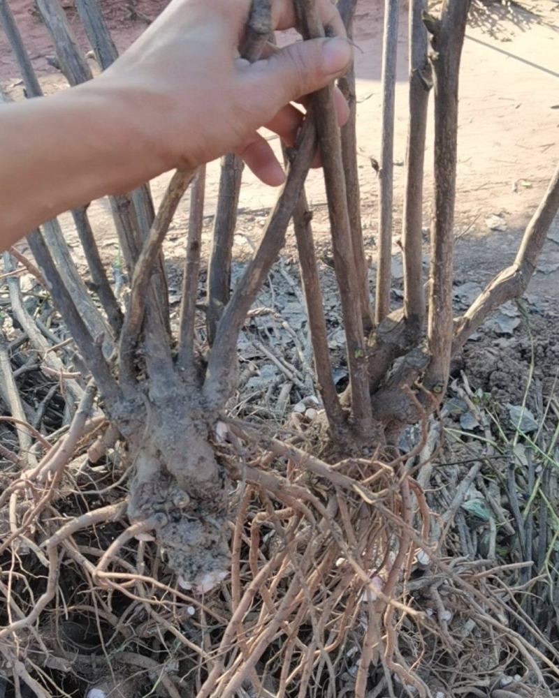 油牡丹苗，80cm以上，多股牡丹苗，牡丹苗，量大从优