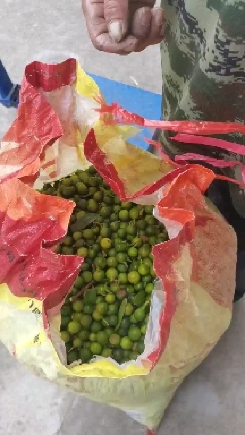 大量供应竹柏种子，竹柏种子价格，竹柏种子批发