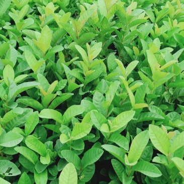 番石榴树苗合适院子别墅种植树苗合适公园面种植种苗水果苗