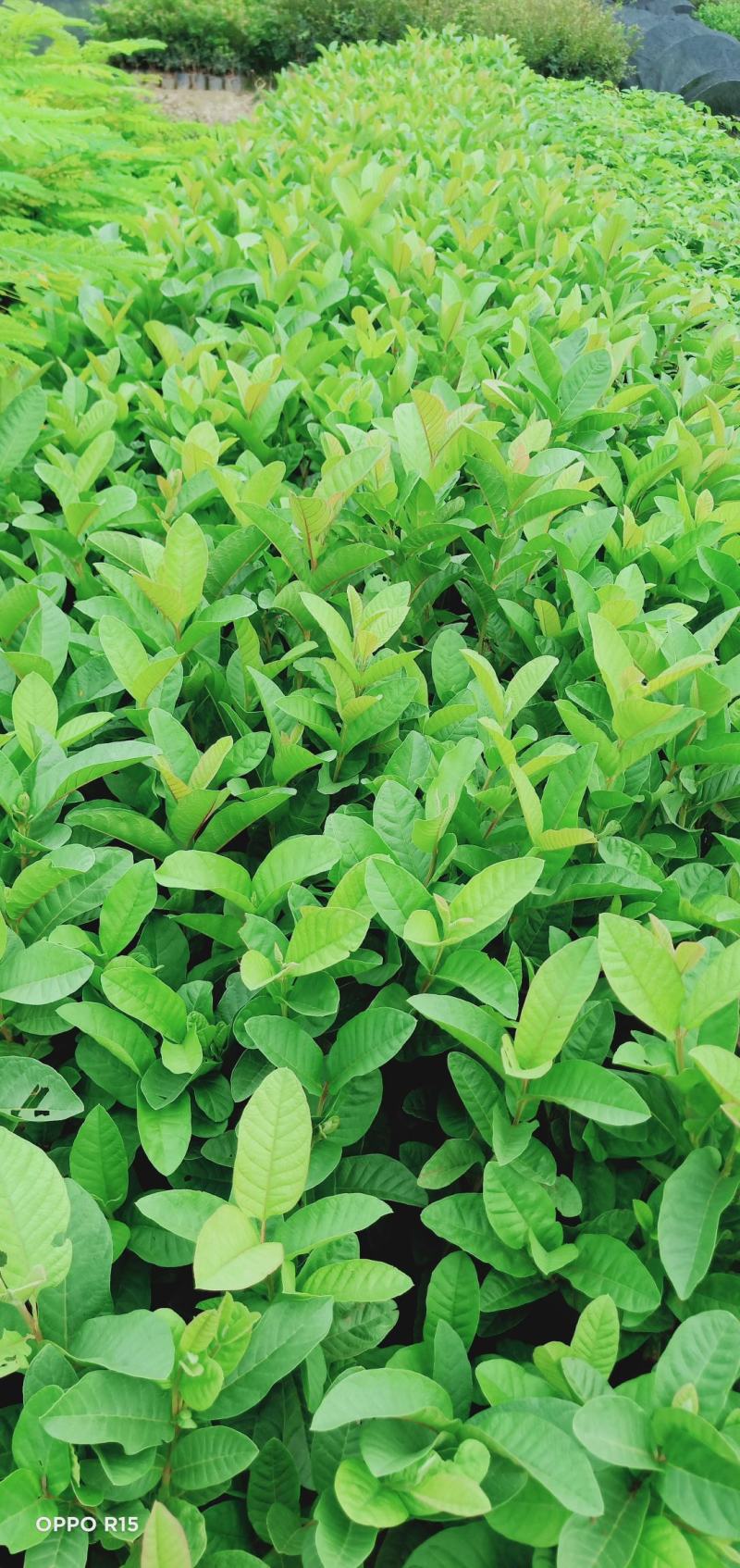 番石榴树苗合适院子别墅种植树苗合适公园面种植种苗水果苗