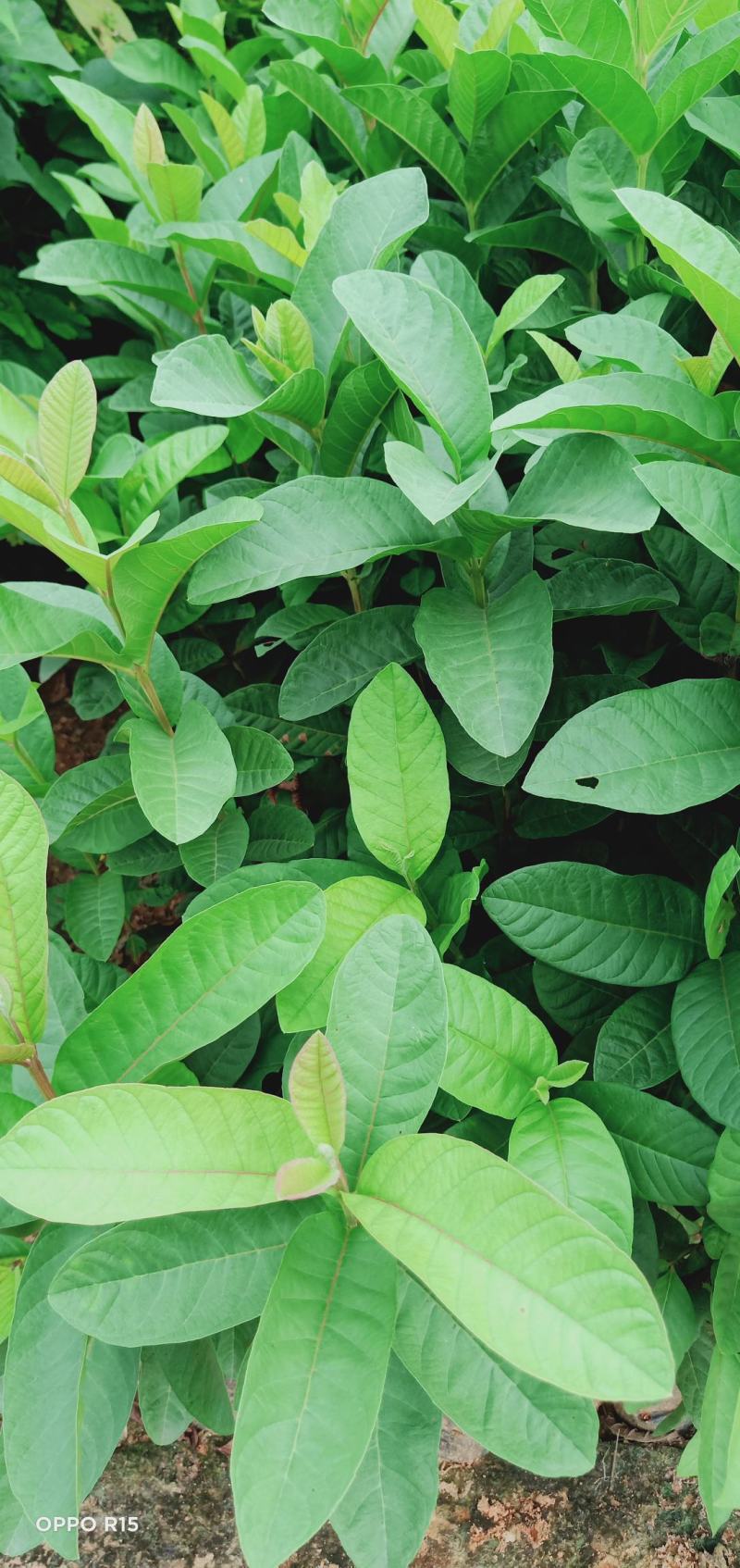 番石榴树苗合适院子别墅种植树苗合适公园面种植种苗水果苗