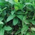 番石榴树苗合适院子别墅种植树苗合适公园面种植种苗水果苗
