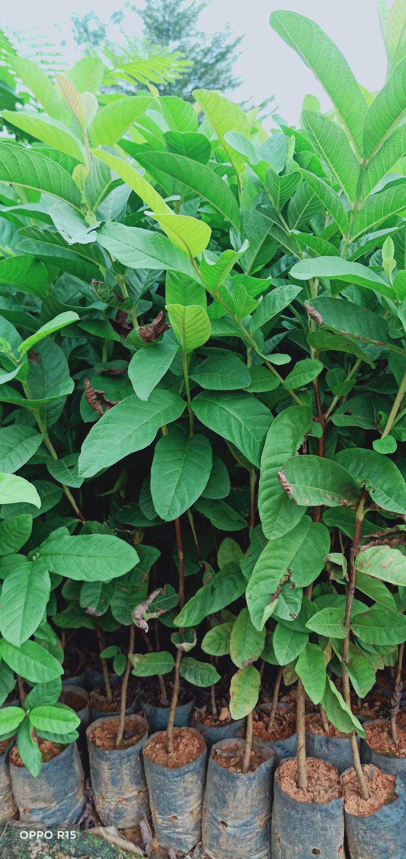 番石榴树苗合适院子别墅种植树苗合适公园面种植种苗水果苗