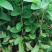 番石榴树苗合适院子别墅种植树苗合适公园面种植种苗水果苗